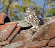 Athene noctua