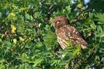 Athene noctua