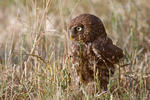 Athene noctua