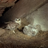 Athene noctua
