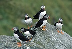 Auks (Lariformes )