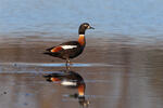 Australian Shelduck