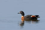 Australian Shelduck