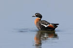 Australian Shelduck