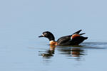 Australian Shelduck