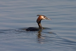 Ausuotasis kragas