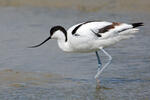 Avoceta común