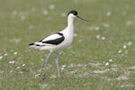 Avoceta común