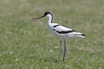 Avoceta común