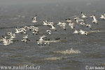 Avoceta común