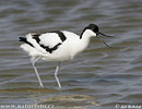 Avoceta común