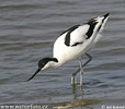 Avoceta común