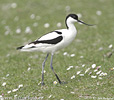 Avocette élégante