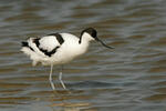 Avocette élégante