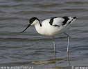 Avocette élégante