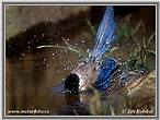 Aziatische blauwe ekster