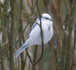 Azure Tit