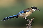 Azure-winged Magpie