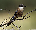 Azure-winged Magpie