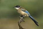 Azure-winged Magpie