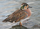 Baikal Teal