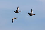 Bar-headed Goose