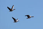 Bar-headed Goose
