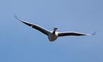 Bar-headed Goose