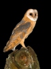 Barn Owl