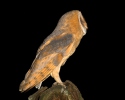 Barn Owl