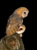 Barn Owl