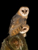 Barn Owl