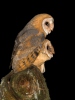 Barn Owl