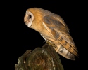 Barn Owl