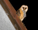 Barn Owl