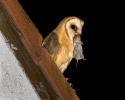 Barn Owl