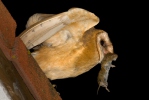 Barn Owl