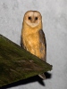 Barn Owl