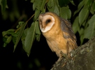 Barn Owl