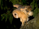 Barn Owl