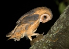 Barn Owl