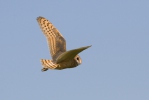 Barn Owl