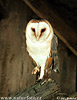 Barn Owl