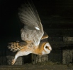 Barn Owl