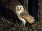 Barn Owl