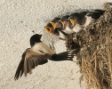 Barn Swallow