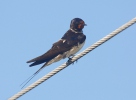 Barn Swallow