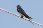 Barn Swallow