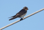 Barn Swallow