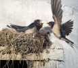 Barn Swallow